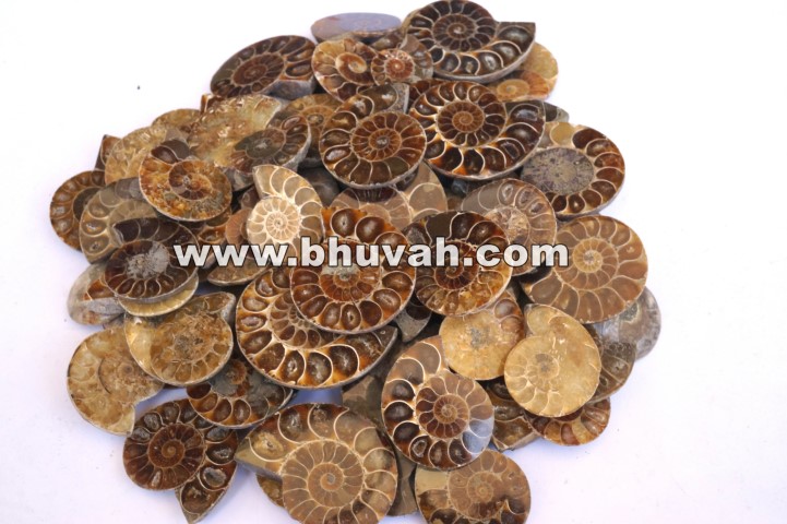 Ammonite Fossil Price Per Kilo